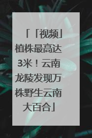 「视频」植株最高达3米！云南龙陵发现万株野生云南大百合