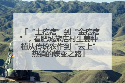 “土疙瘩”到“金疙瘩”，看肥城旅店村生姜种植从传统农作到“云上”热销的蝶变之路