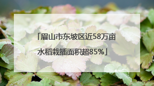 眉山市东坡区近58万亩水稻栽插面积超85%
