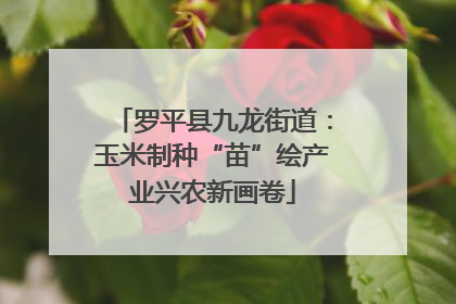 罗平县九龙街道：玉米制种“苗”绘产业兴农新画卷