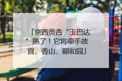 京西贡杏“玉巴达”熟了！它将牵手故宫、香山、颐和园