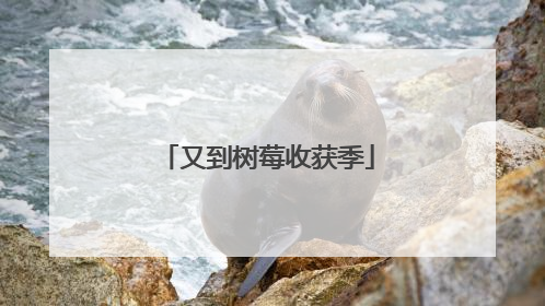 又到树莓收获季