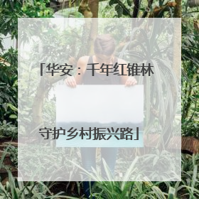 华安：千年红锥林守护乡村振兴路