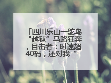 四川乐山一鸵鸟“越狱”马路狂奔，目击者：时速超40码，还对我“笑”了下