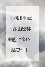 四川平武：深山密林里的“金色精灵”