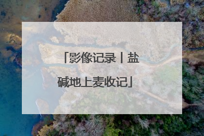 影像记录丨盐碱地上麦收记