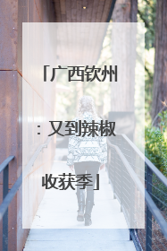 广西钦州：又到辣椒收获季