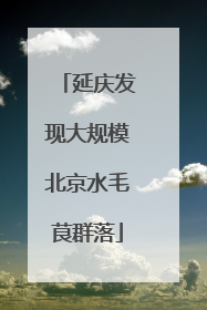 延庆发现大规模北京水毛茛群落
