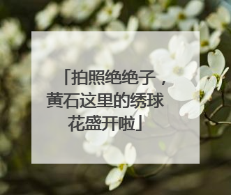 拍照绝绝子，黄石这里的绣球花盛开啦