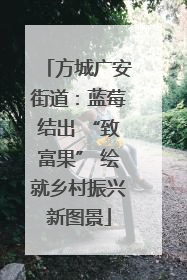 方城广安街道：蓝莓结出 “致富果” 绘就乡村振兴新图景