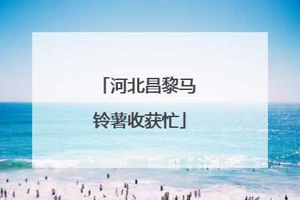 河北昌黎马铃薯收获忙