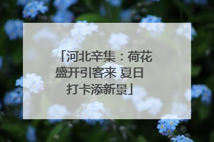 河北辛集：荷花盛开引客来 夏日打卡添新景