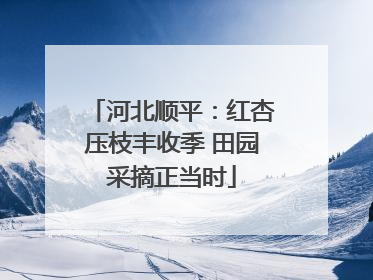 河北顺平：红杏压枝丰收季 田园采摘正当时