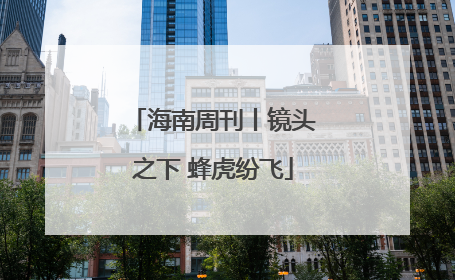 海南周刊丨镜头之下 蜂虎纷飞