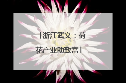 浙江武义：荷花产业助致富