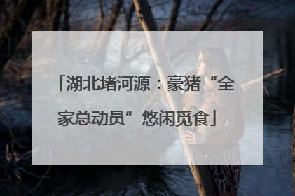 湖北堵河源：豪猪“全家总动员”悠闲觅食