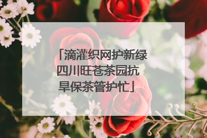 滴灌织网护新绿 四川旺苍茶园抗旱保茶管护忙