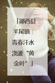 郧西县羊尾镇：青春汗水浇灌“黄金叶”
