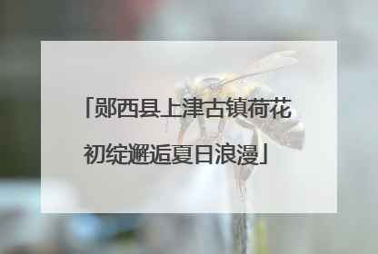 郧西县上津古镇荷花初绽邂逅夏日浪漫