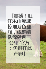 震撼！岷江乐山流域惊现万鱼翻涌，成群结队绵延两三公里 官方：鱼群在此产卵