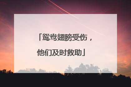 鸳鸯翅膀受伤，他们及时救助