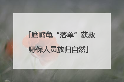鹰嘴龟“落单”获救 野保人员放归自然